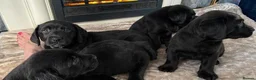 Labrador Retriever dogs for sale: Labrador puppys - Advert 5
