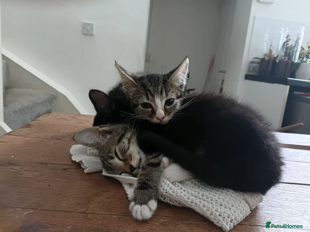 Mixed Breed cats for sale: Big Boo, Little Boo, Puss and Moo. in Preston - Advert 1