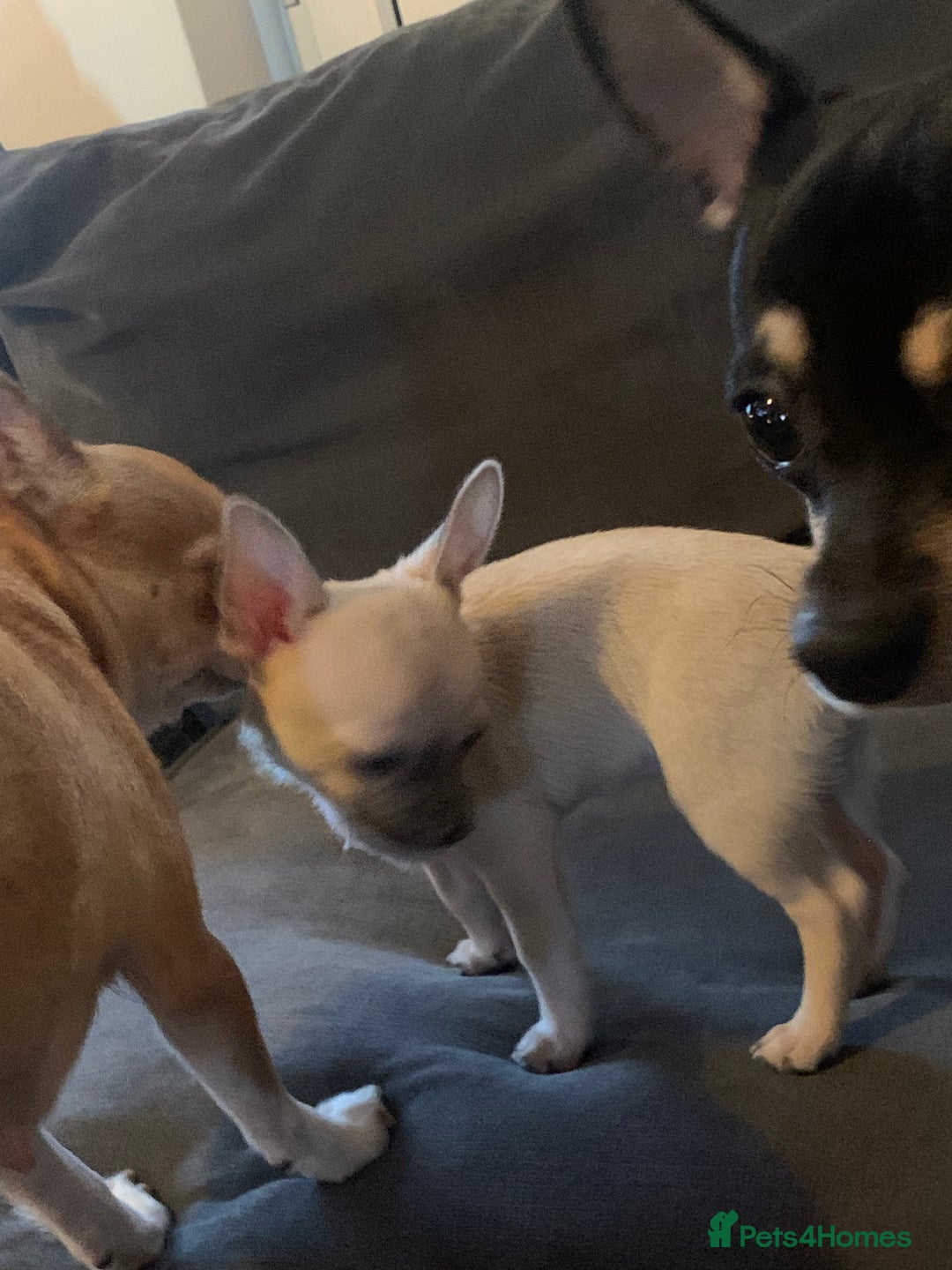 Chihuahua dogs for sale: ❤️ Last little boy ready for his forever home ❤️ - Advert 6