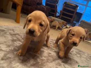 Labrador Retriever dogs Red and dark yellow KC labrador puppies - Advert 1