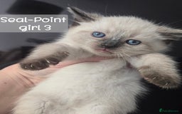 Ragdoll cats for sale: 12 half-Ragdolls (£150-£475) - Image 3
