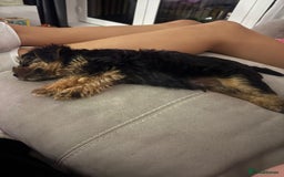 Yorkshire Terrier dogs for sale: 🩵💙yorkshire terrier boy for sale !!!! - Image 2