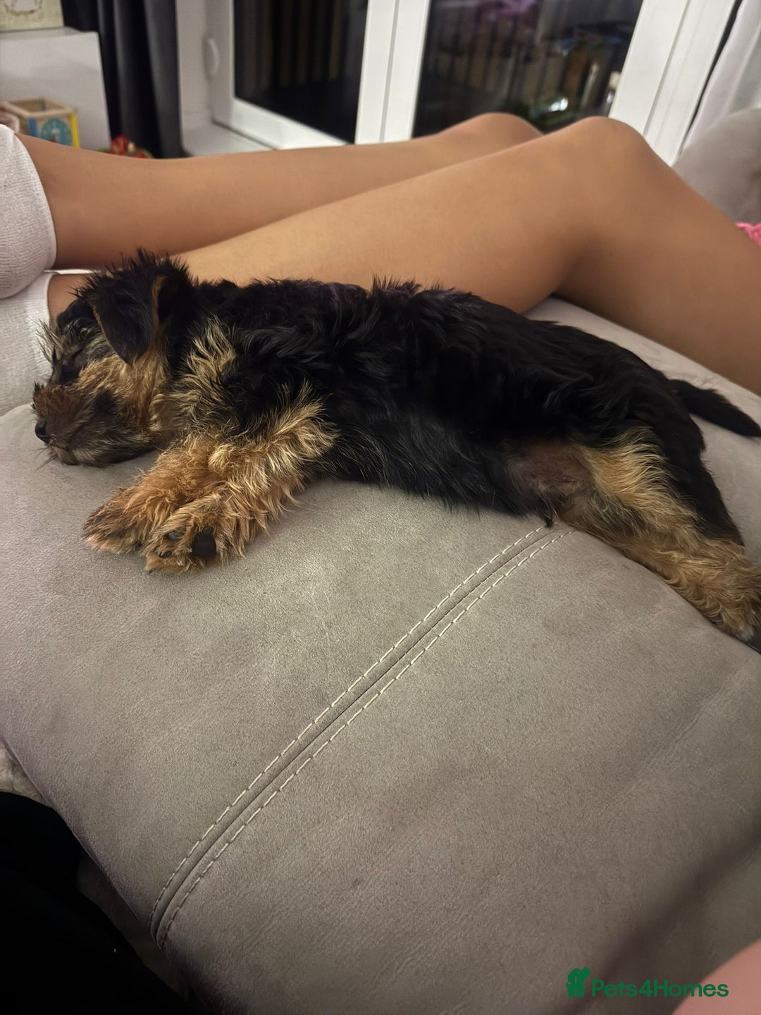 Yorkshire Terrier dogs for sale: 🩵💙yorkshire terrier boy for sale !!!! - Image 2