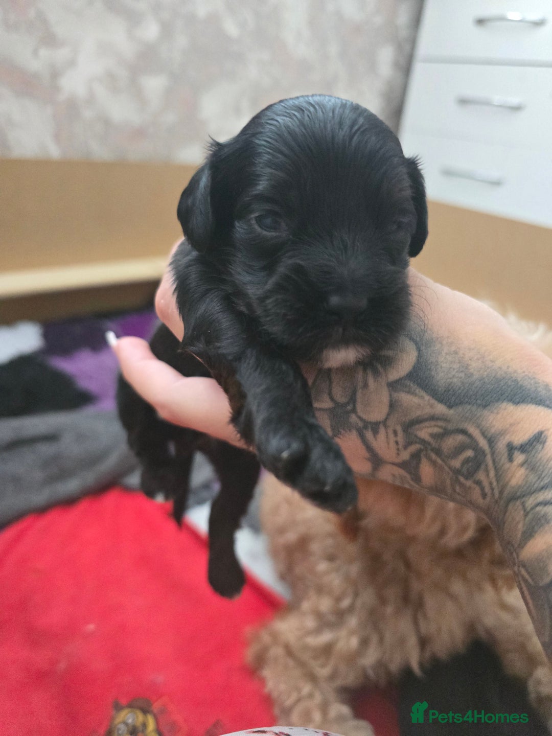 Cockapoo dogs for sale: Stunning American Cockapoos  - Image 22