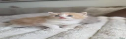 Ragdoll cats for sale: Ragdoll Kittens for Sale – 2 Females & 1 Male - Advert 5