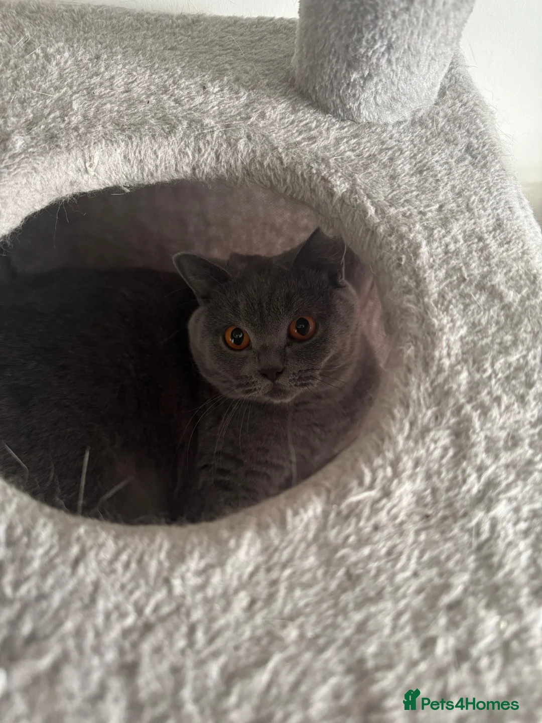 British Shorthair cats for sale: British shorthair girl for rehoming - Advert 2