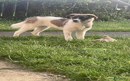 Mixed Breed dogs for adoption: Mica  - Image 2