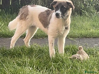 Mixed Breed dogs Mica - Advert 11