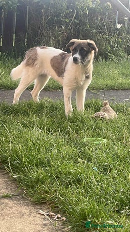 Mixed Breed dogs Mica - Advert 14