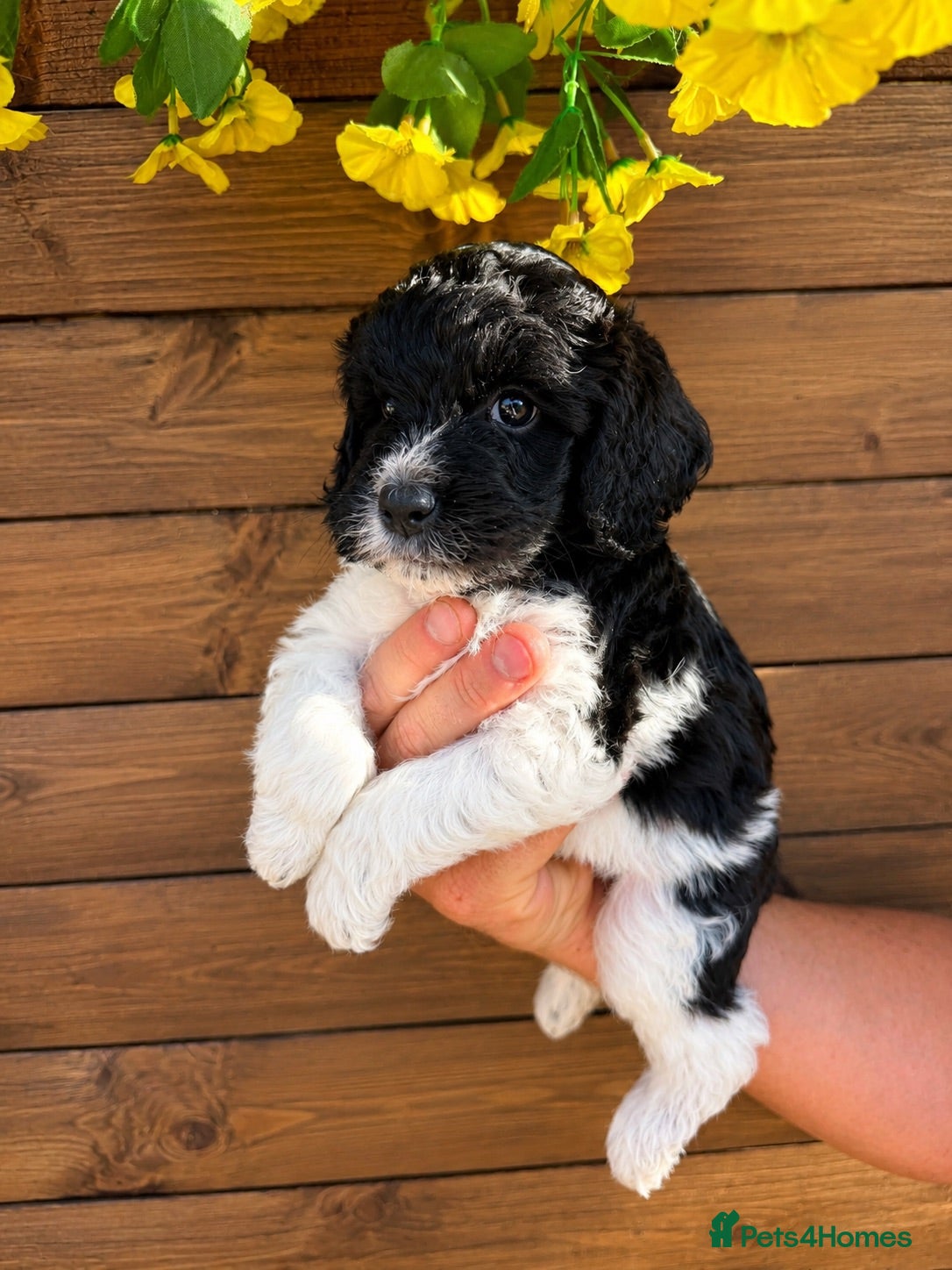 Australian Labradoodle dogs Multigen Australian Labradoodles - Advert 2