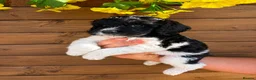 Australian Labradoodle dogs for sale: Multigen Australian Labradoodles - Advert 2