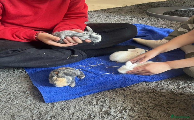 Mini Lop rabbits - Advert 6
