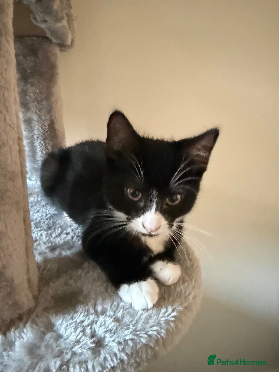 Ragdoll cats for sale: Loving female ragdoll x kitten  - Advert 2