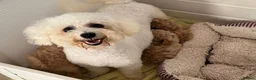 Poochon dogs for sale:  BEAUTIFUL F1 POOCHON PUPPIES  - Advert 9