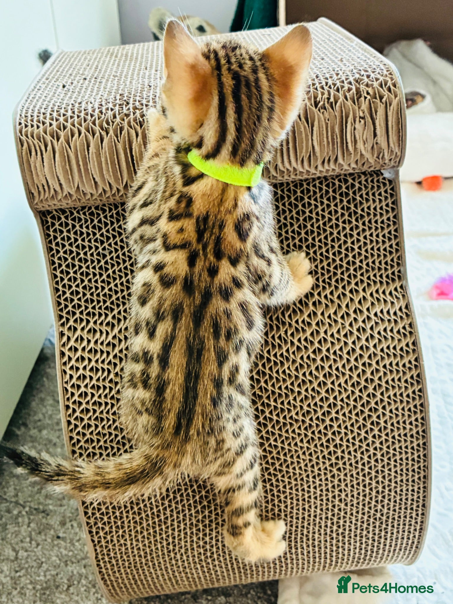Bengal cats Amazing Bengal Kittens for sale  - Advert 2