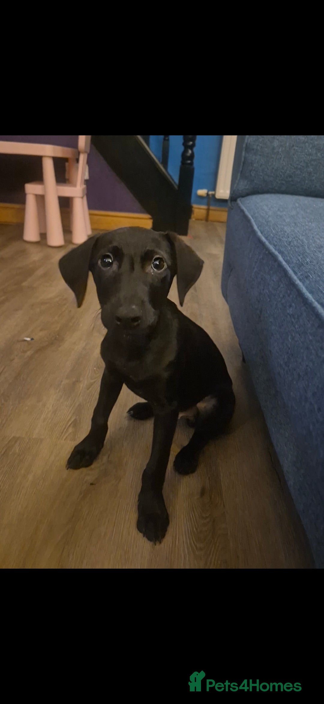 Mixed Breed dogs for sale: 13 week old labrador doberman puppy  - Image 5