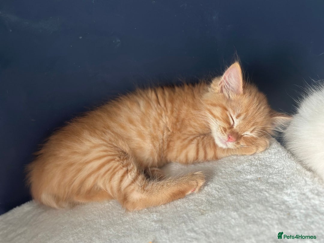 Ragdoll cats for sale: Ragdoll mix kittens (Only 1 Boy Left) - Image 4