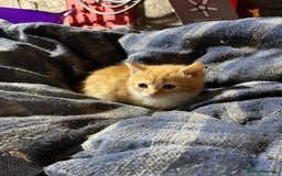 Mixed Breed cats for sale: Ginger farm kittens for sale  - Image 6