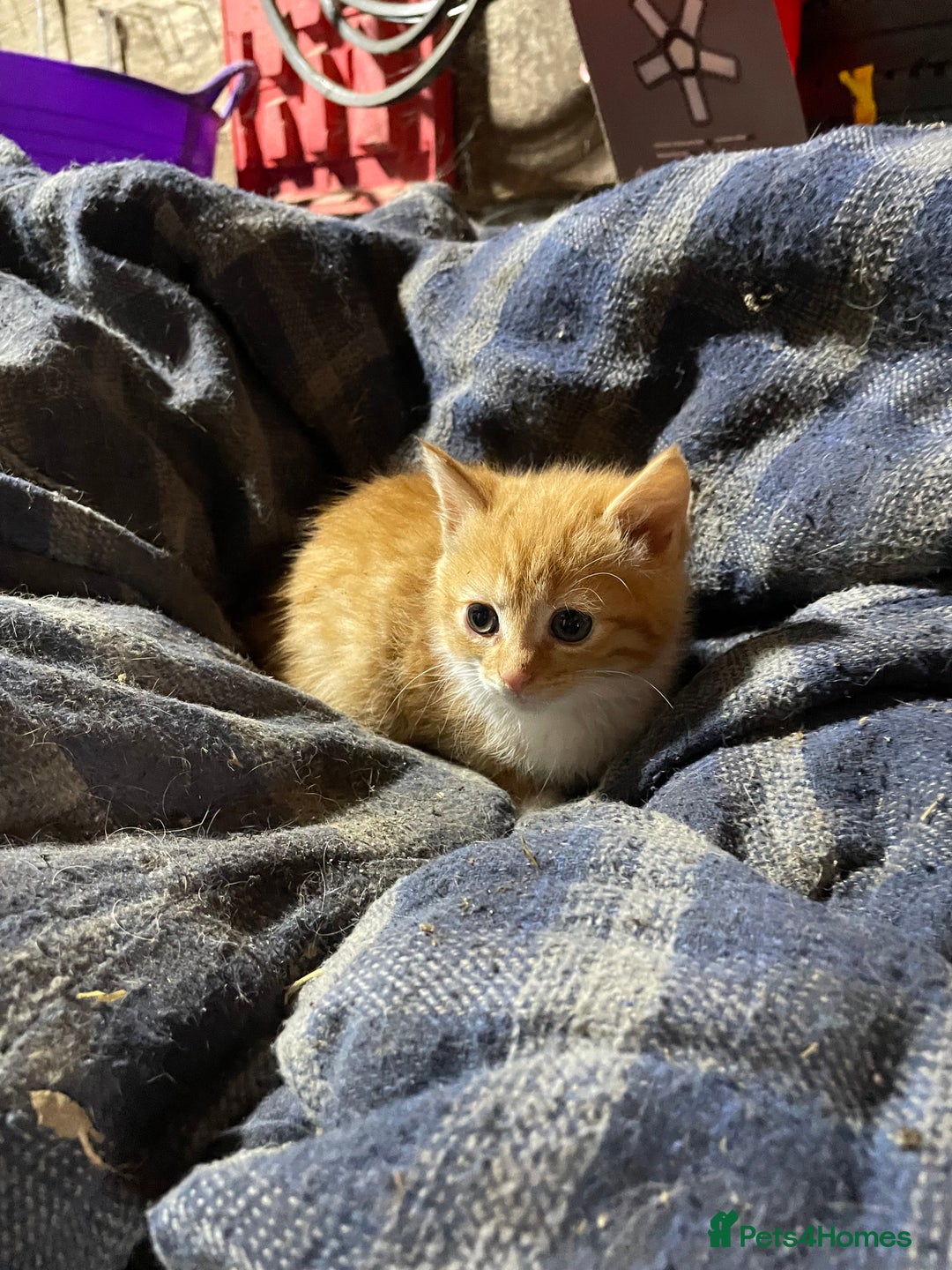 Mixed Breed cats for sale: Ginger farm kittens for sale  - Image 6
