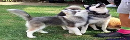 Pomsky dogs for sale: Micro F4 blue pomsky pup's  - Advert 26