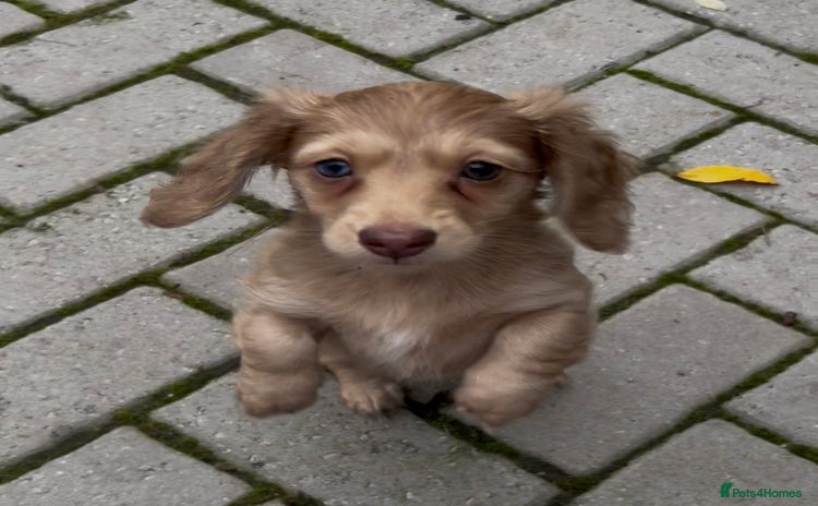 Dachshund dogs - Advert 2