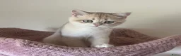 British Shorthair cats for sale: Delightful Golden British Shorthair Kittens - Advert 18