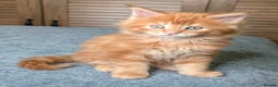 Maine Coon cats for sale: Stunning maine coon kittens  - Advert 10
