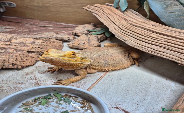 Dragon reptiles - Advert 1