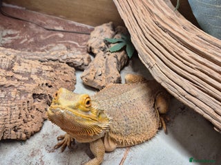Dragon reptiles - Advert 1