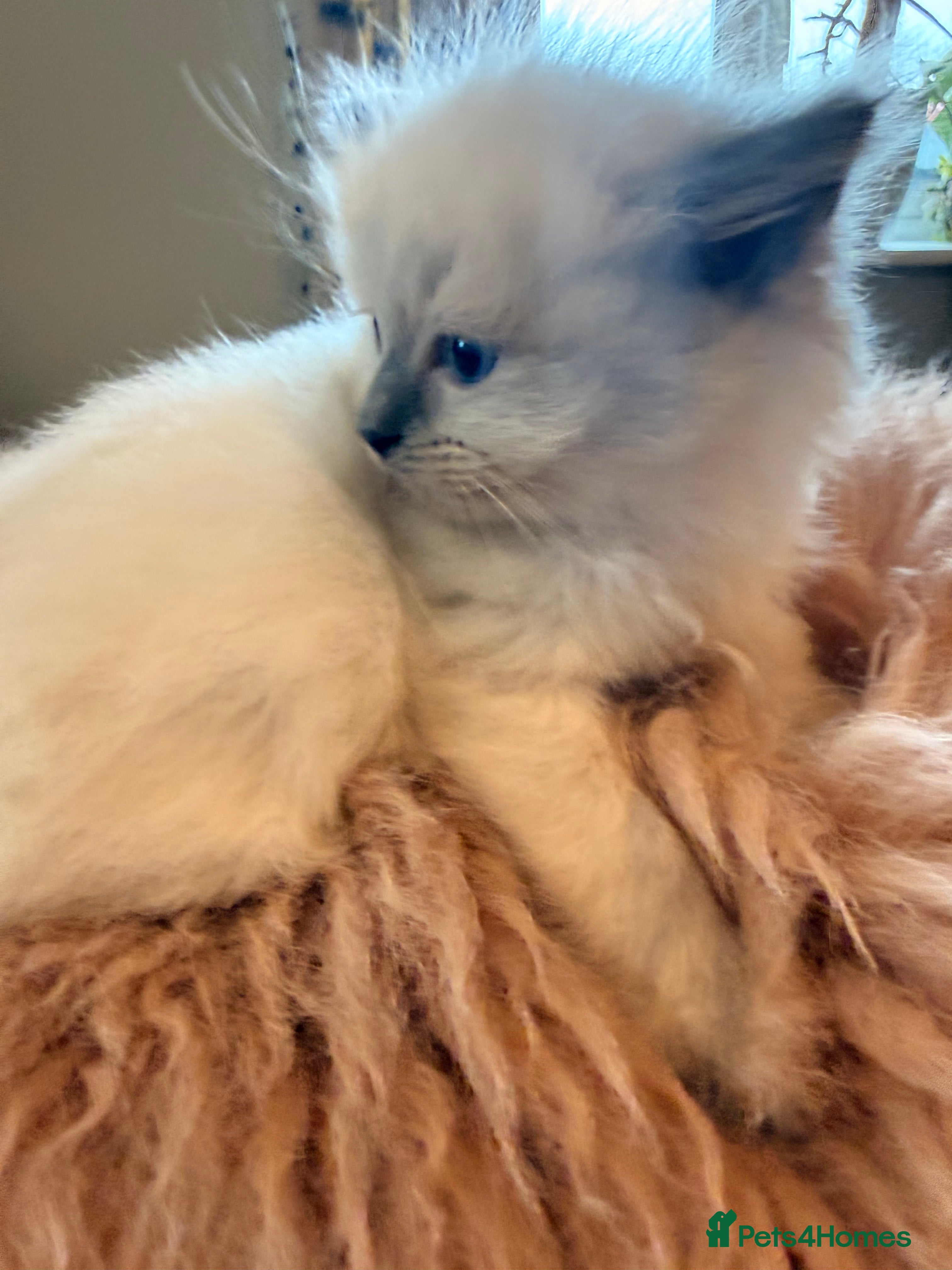 Ragdoll cats Stunning ragdoll babies! 😻😽 - Advert 9