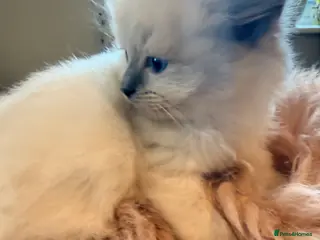 Ragdoll cats Stunning ragdoll babies! 😻😽 - Advert 8