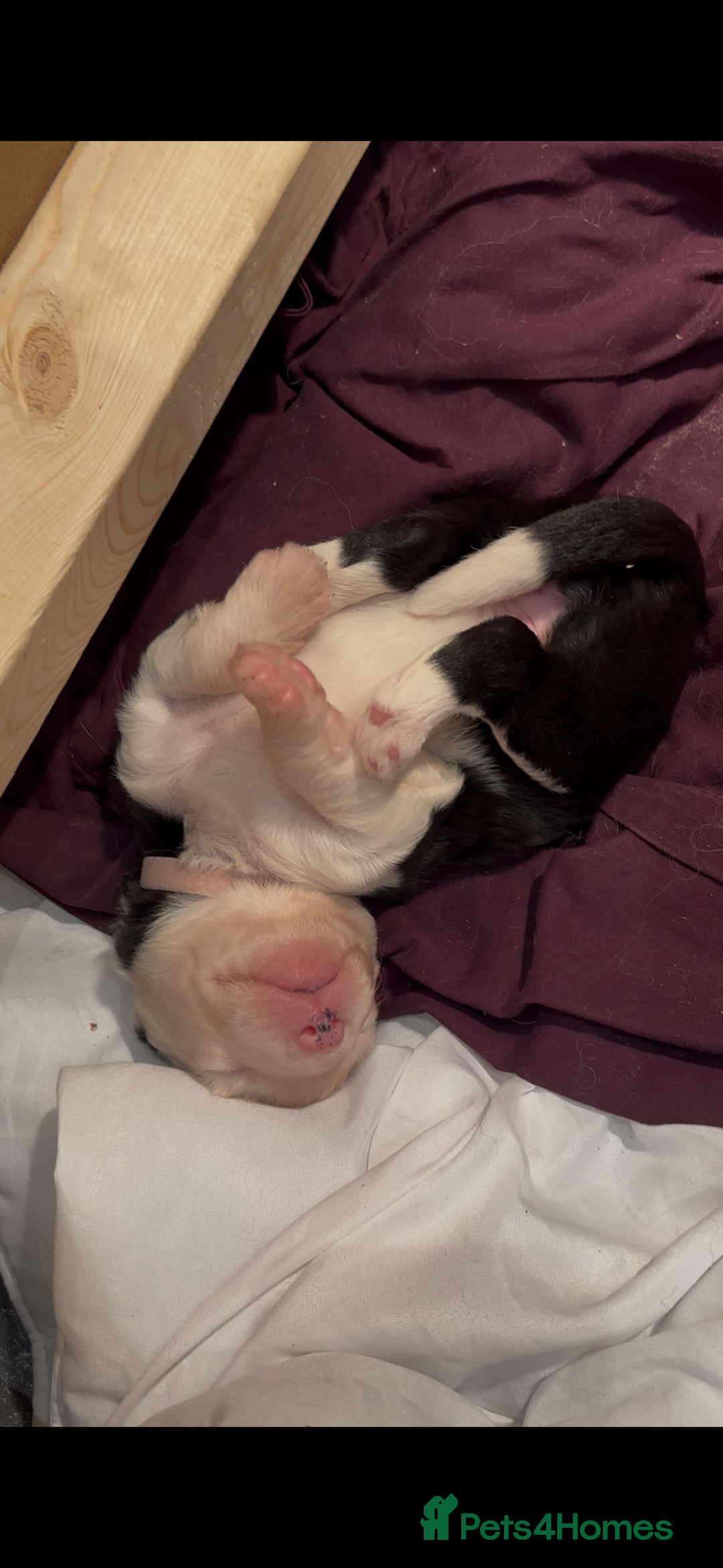 Old English Sheepdog dogs for sale: Old English Sheep Dog Puppies for sale - Advert 4