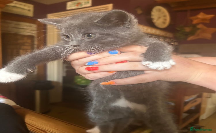 Mixed Breed cats - Advert 2