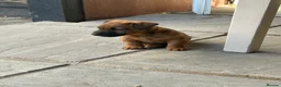 Lakeland Terrier dogs for sale: Lakeland puppies for sale - Advert 9