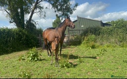 English Thoroughbred horses for sale: Fantastic thoroughbred broodmare - Image 1