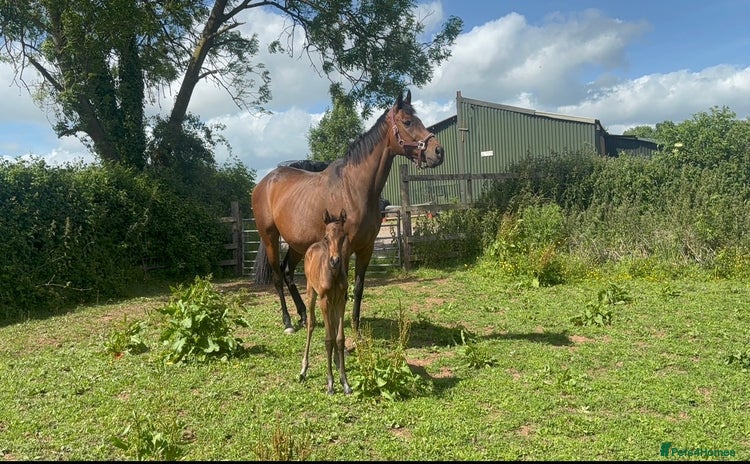 English Thoroughbred horses - Advert 2