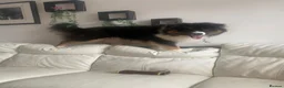 Australian Shepherd dogs for sale: Aussie Shepherd male. Intact   in Bedford - Advert 4