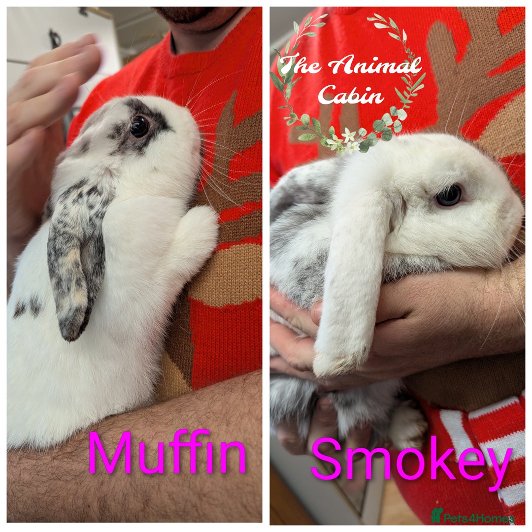Mini Lop rabbits for sale: Adult female mini lops for rehoming - Advert 1