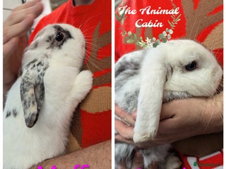 Mini Lop rabbits Adult female mini lops for rehoming - Advert 10
