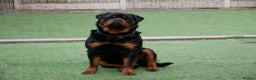 Rottweiler dogs for stud: BEAUTIFUL OLD TYPE BIG BONED ROTTIE! For stud in Mansfield - Advert 36