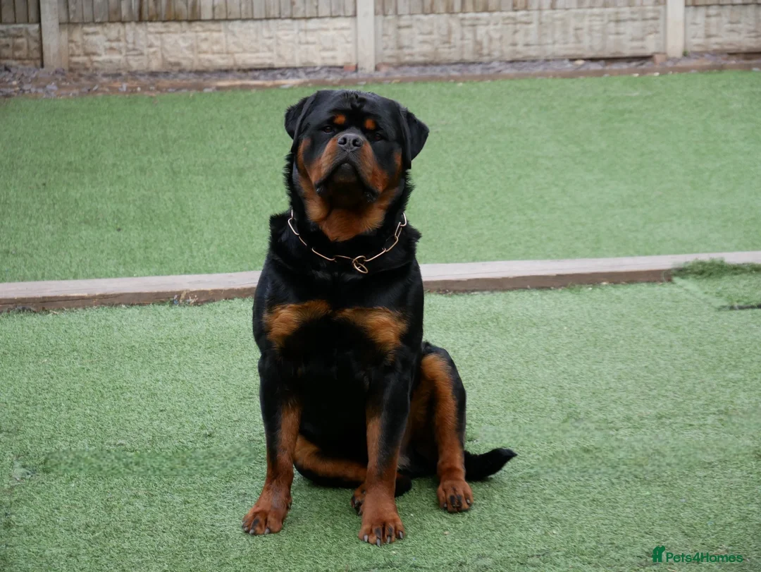 Rottweiler dogs for stud: BEAUTIFUL OLD TYPE BIG BONED ROTTIE! For stud in Mansfield - Advert 36