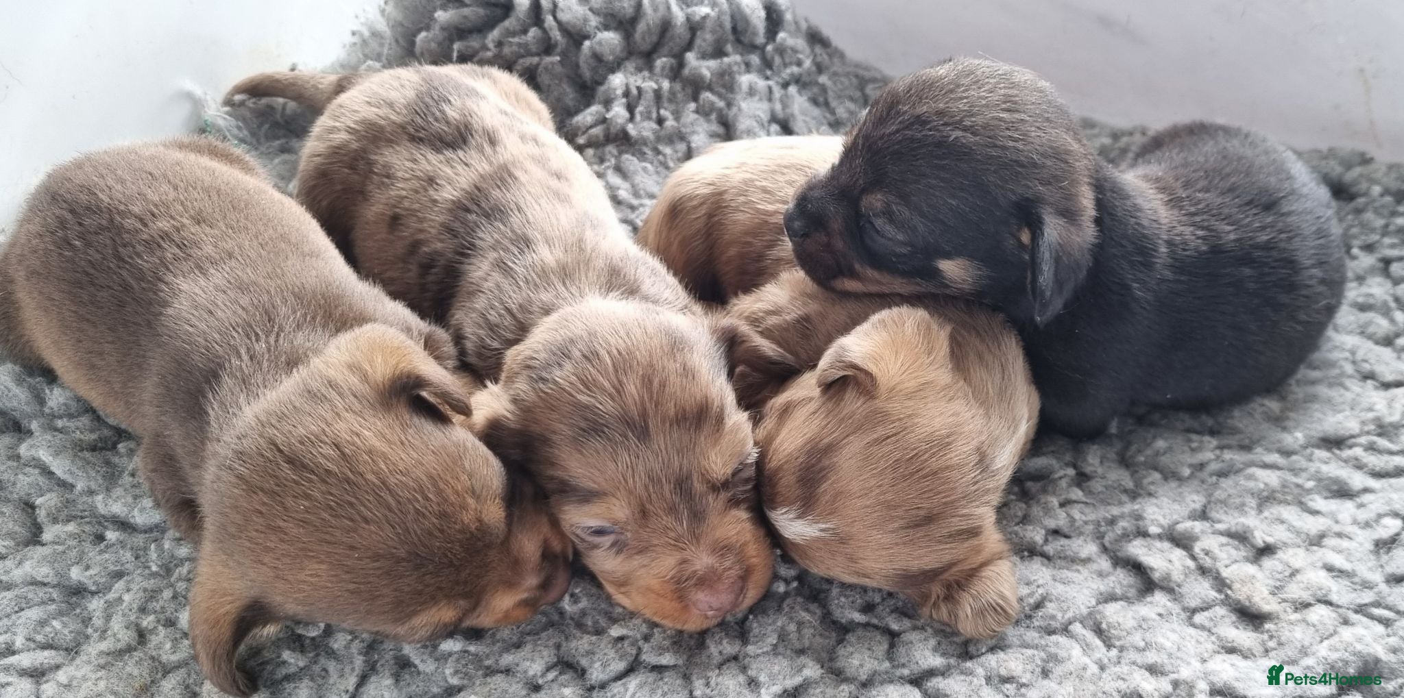Mixed Breed dogs Wire Dachshund x Pomeranian - Advert 2