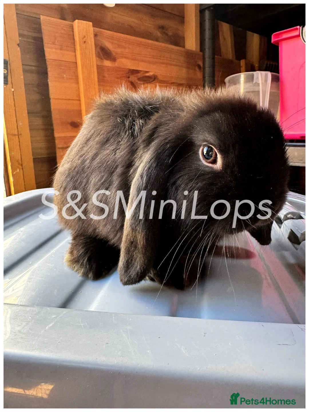 Mini Lop rabbits for sale: 3 Mini Lop Kits For Sale - Ready To Leave Now  - Advert 2