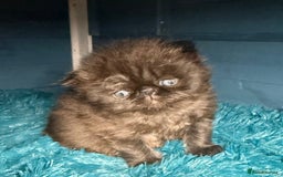 Persian cats for sale: Gorgeous Persians gccf registered pkd neg   - Image 15