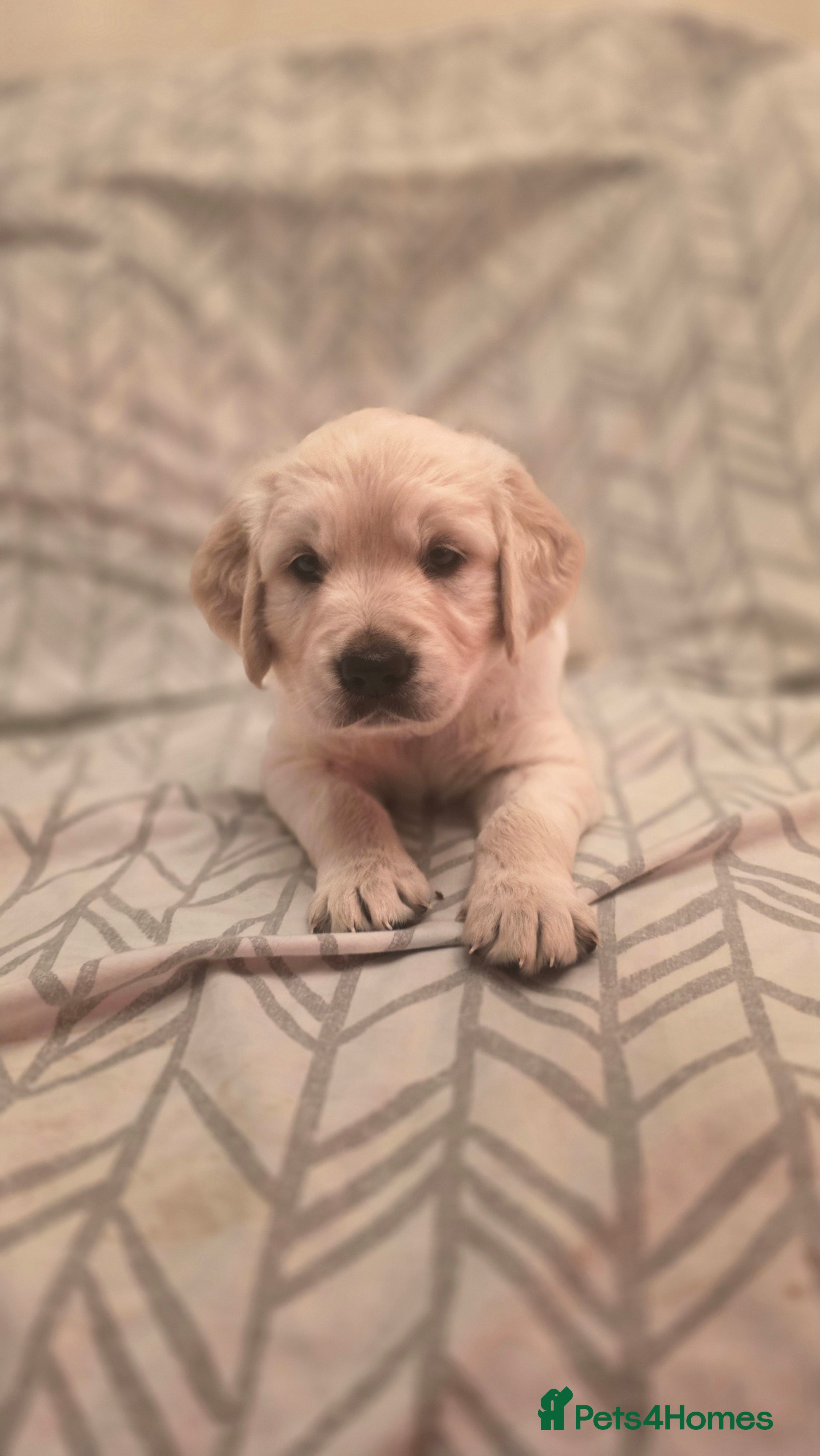 Golden Retriever dogs Health tested cream Golden Retriever pups - Advert 12