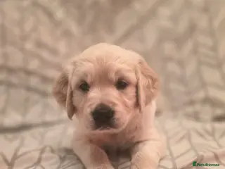 Golden Retriever dogs Health tested cream Golden Retriever pups - Advert 18