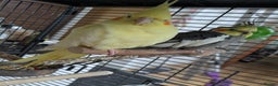 Cockatiels birds for sale: Bonded pair of cockatiels  - Advert 5