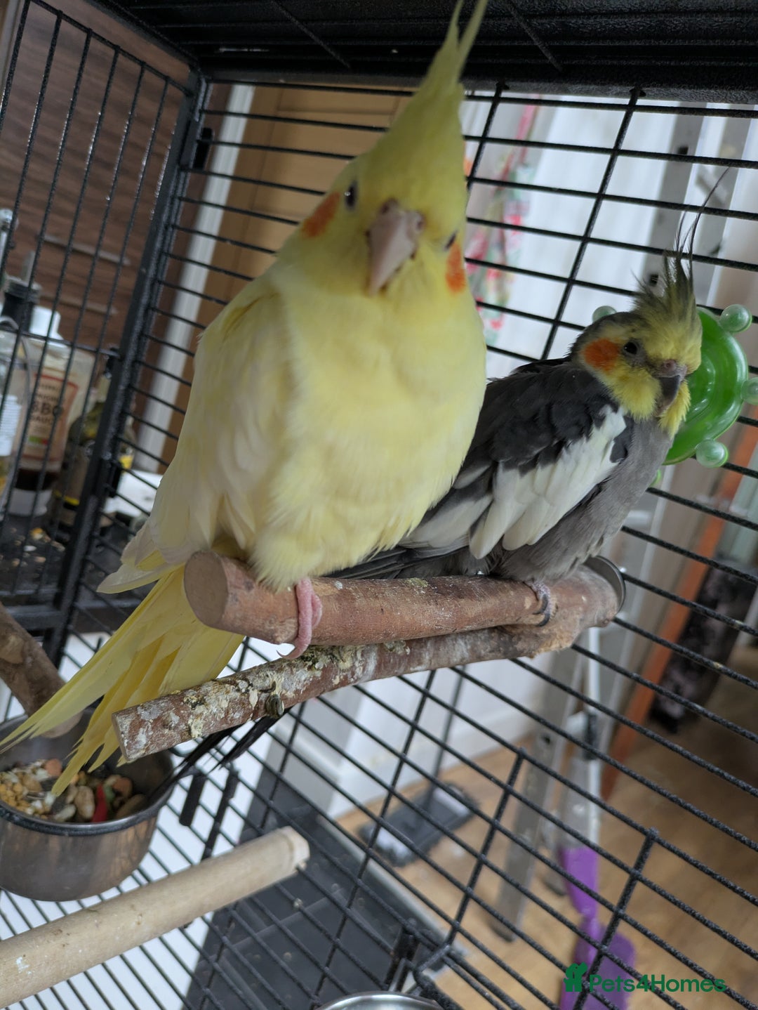 Cockatiels birds for sale: Bonded pair of cockatiels  - Advert 5