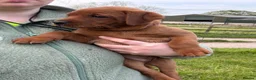 Labrador Retriever dogs for sale: KC Health Tested Fox Red Labrador Puppies - Advert 6