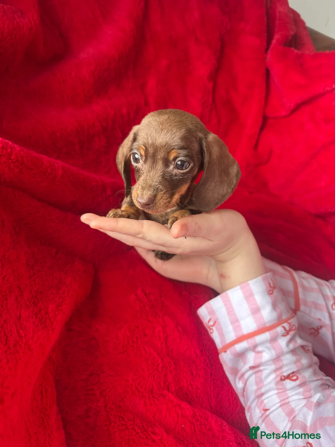 Miniature Dachshund dogs for sale: 2 GORGEOUS MINIATURE DACHSHUND PUPPIES FOR SALE  - Advert 13